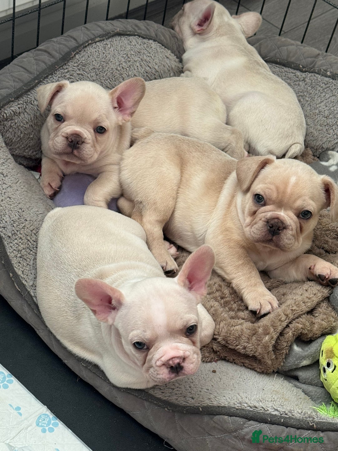 French Bulldog dogs for sale: last girl ready to leave now 🐾⚡️ - Advert 34