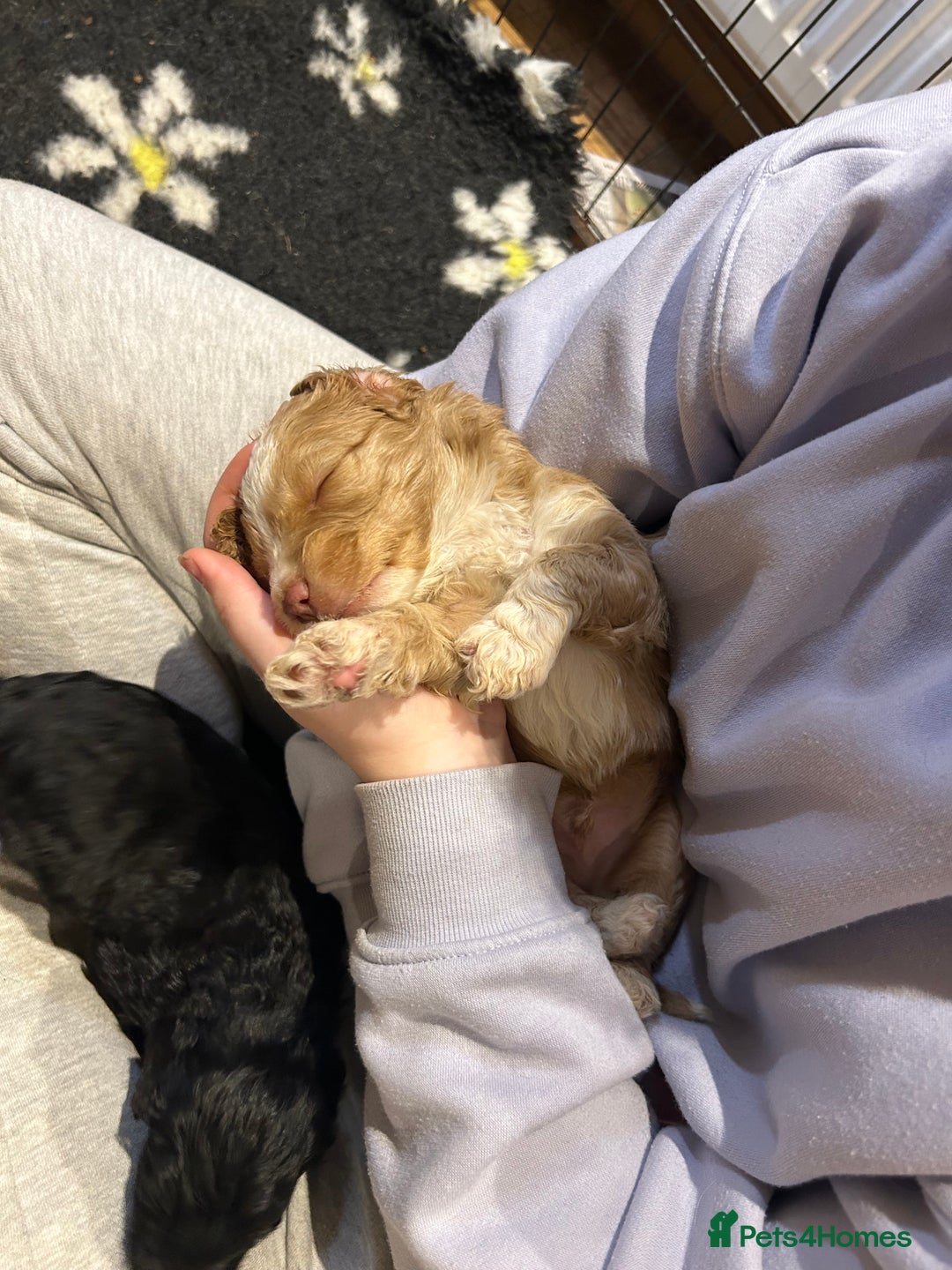 Cockapoo dogs for sale: Cockapoo puppies - Advert 18