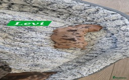 Dachshund dogs for sale: Beautiful Dapple Dachunds - Image 10