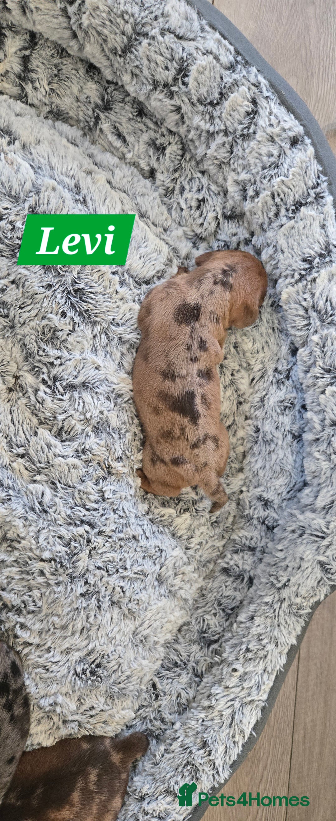 Dachshund dogs for sale: Beautiful Dapple Dachunds - Image 10