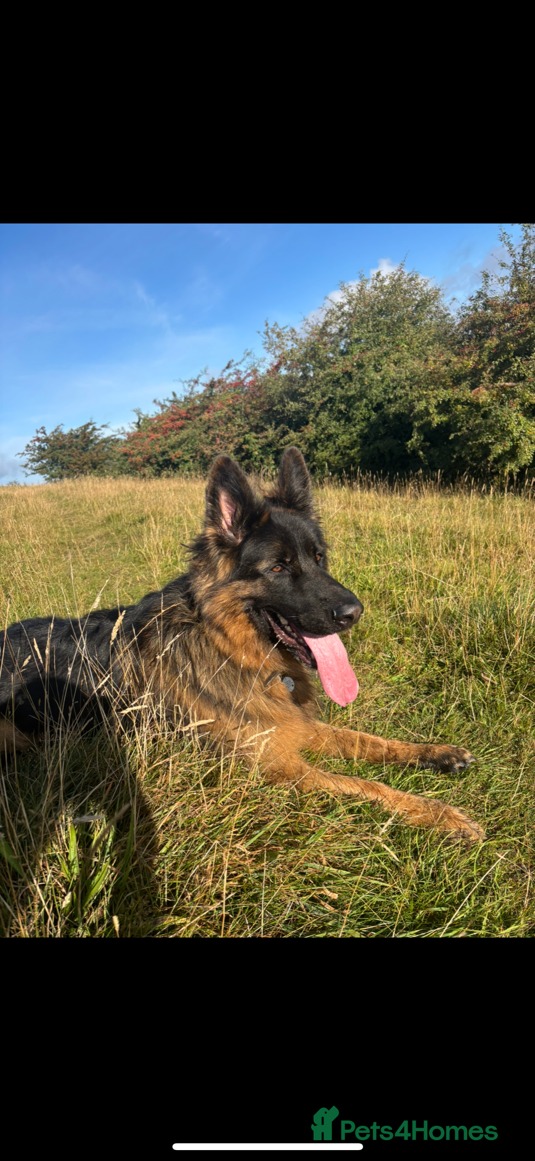 German Shepherd dogs for sale: German Shepherd for sale: Rocco - Advert 5