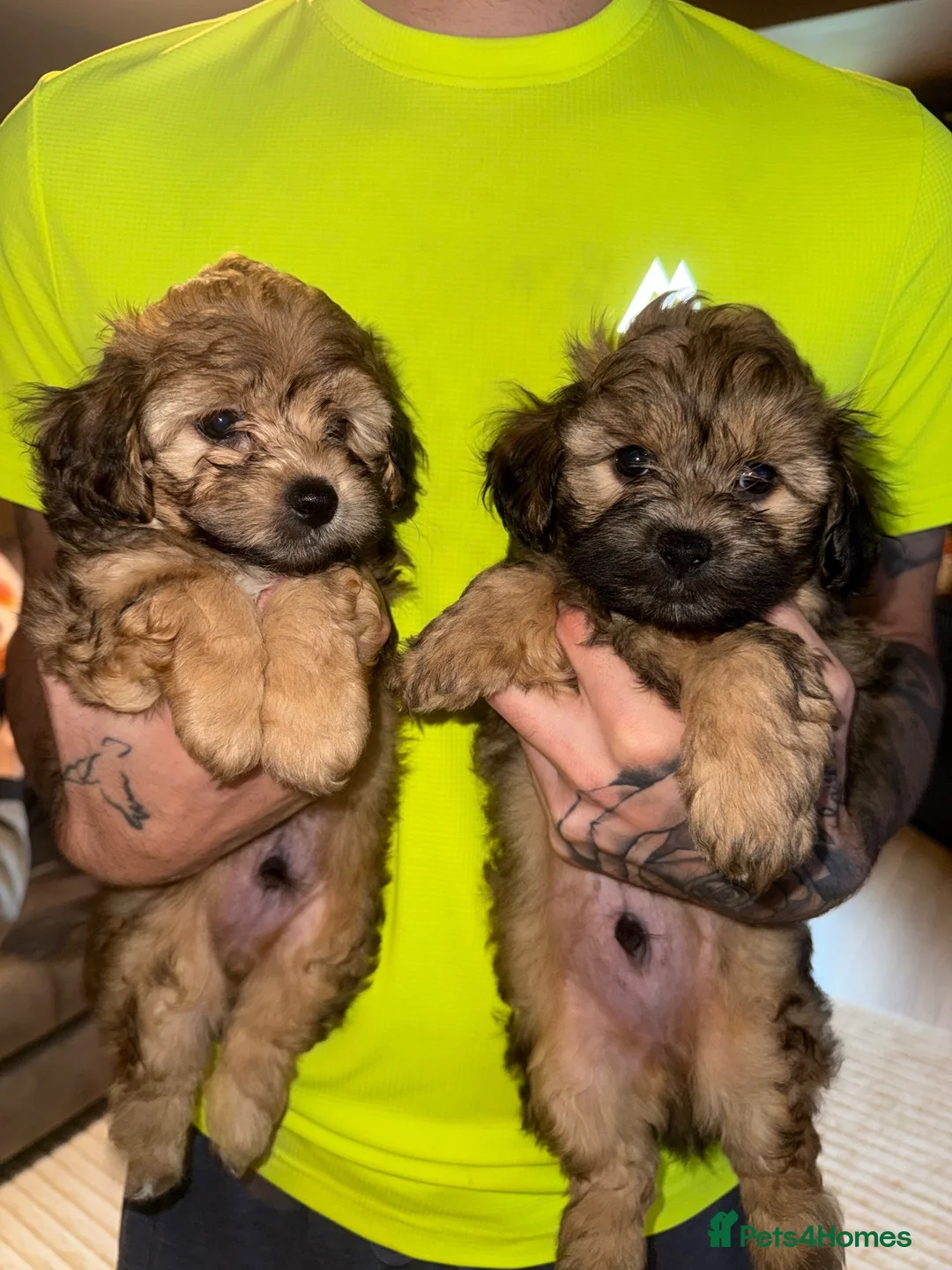 Maltipoo dogs for sale: REDUCED READY NOW !Maltipoo pups  - Advert 1