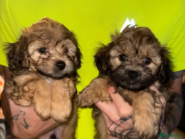 Maltipoo dogs for sale: READY NOW !Maltipoo pups - Advert 11