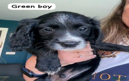 Sprocker dogs for sale: Sprocker Spaniel pups READY NOW - Image 14