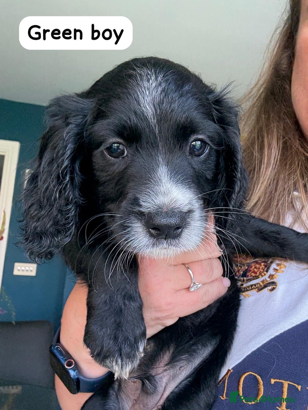 Sprocker dogs for sale: Sprocker Spaniel pups READY NOW - Image 14