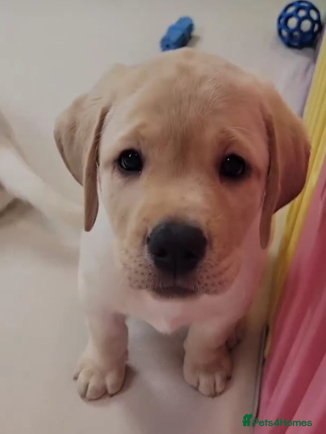 Labrador Retriever dogs for sale: Labrador puppies  - Image 9