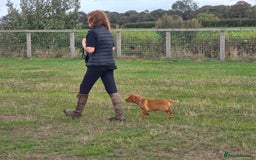 Labrador Retriever dogs for sale: KC Registered Fox Red Labrador Puppies - Image 20