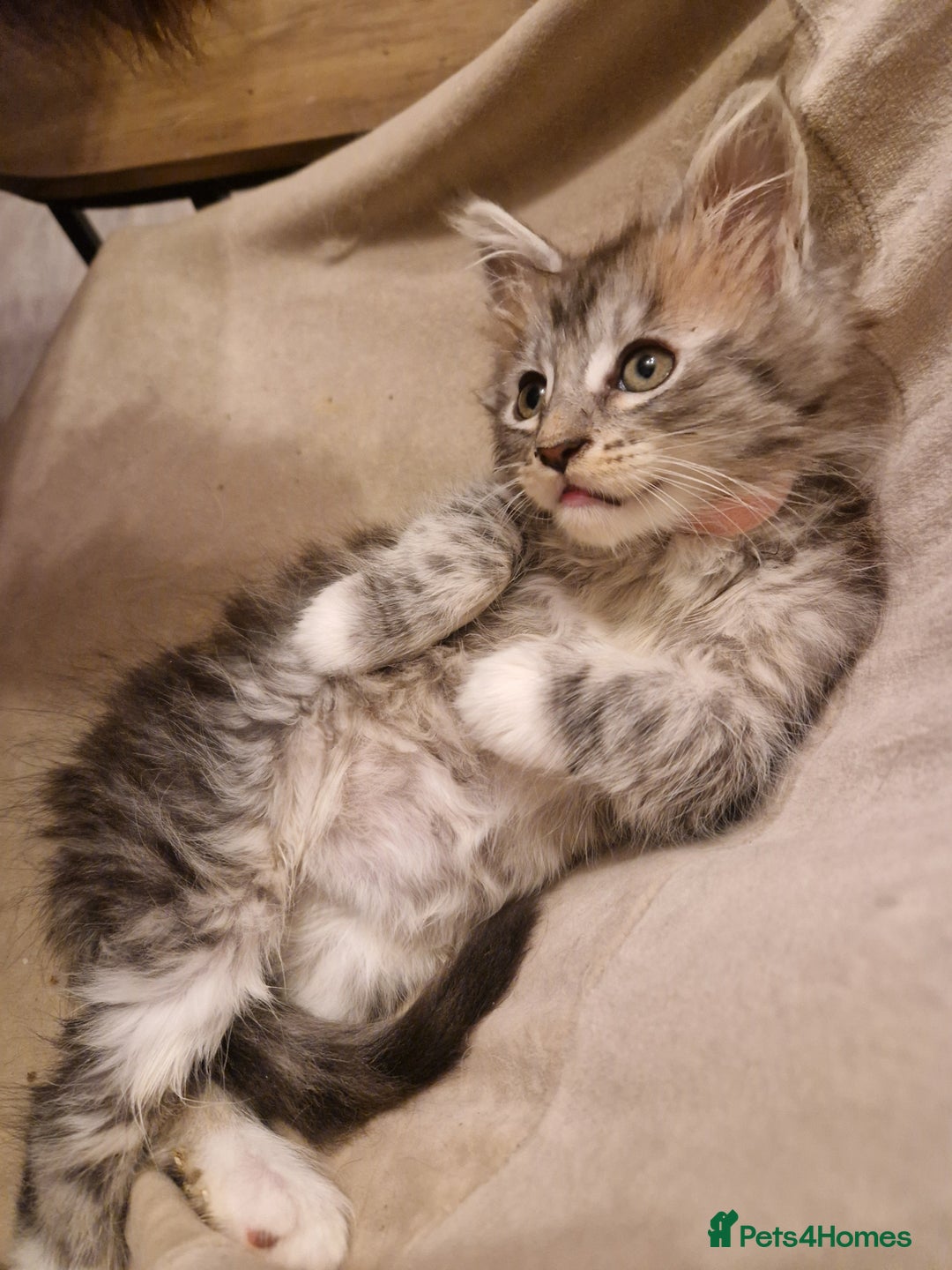 Maine Coon cats for sale: Sweet Maine Coon kittens - Advert 3