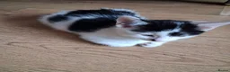 Mixed Breed cats for sale: 2 female black and white kittens available  in Walsall - Advert 8