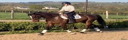 Irish Sports horses for sale: Fantastic opportunity to produce  - Advert 6