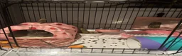 Lionhead rabbits for sale: Baby lionhead rabbit with cage + more  in Plymouth - Advert 6