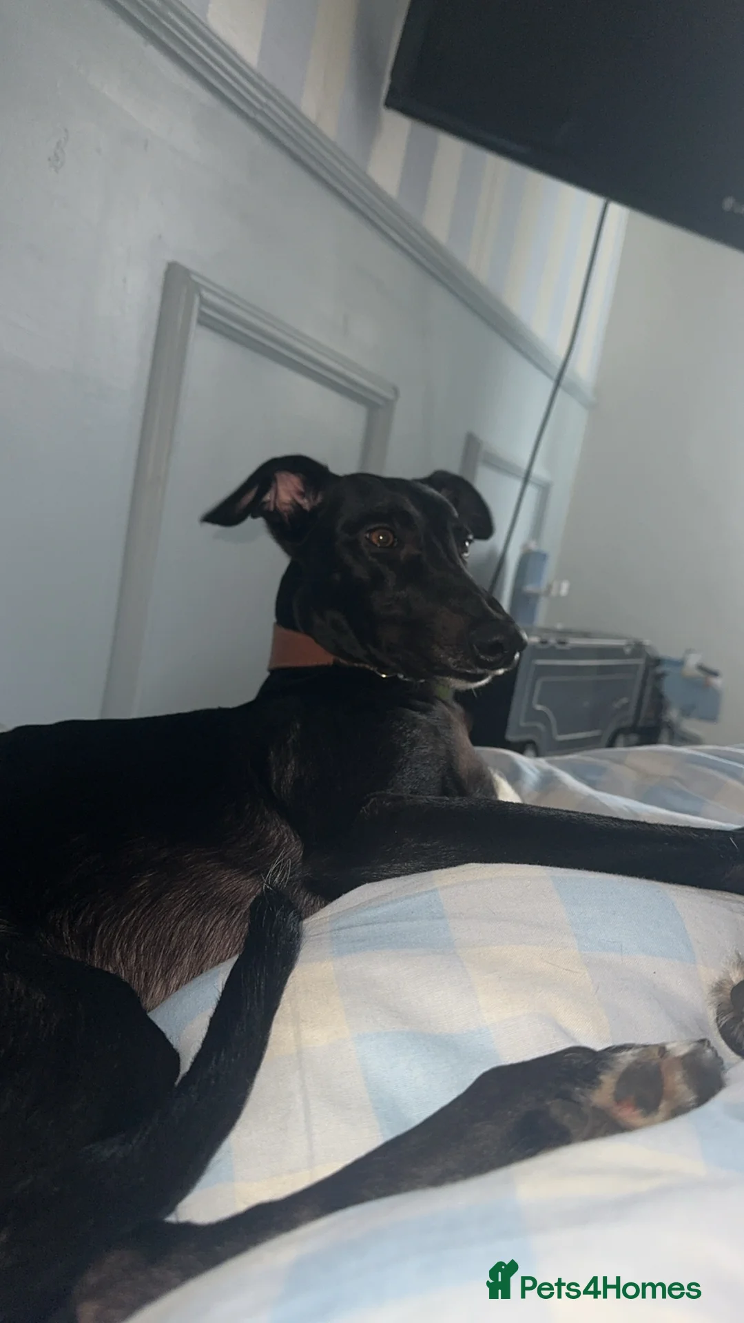 Lurcher dogs for sale: Male Lurcher - Advert 3