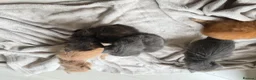 Mixed Breed cats for sale: 6 kittens  - Advert 8