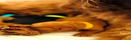 Australian Labradoodle dogs for sale: Multigenerational Australian Labradoodle puppies  - Advert 7