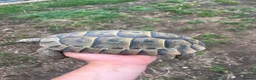 Tortoise reptiles for sale: Uk Bred Spur thighed tortoises  - Advert 6