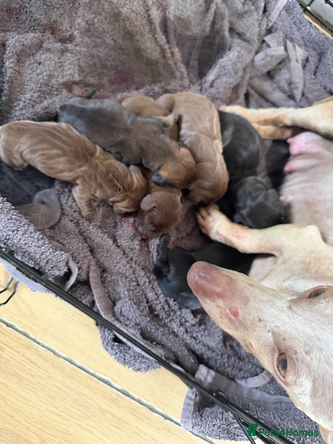 Dachshund dogs for sale: Dachshund puppie for sale  - Advert 5