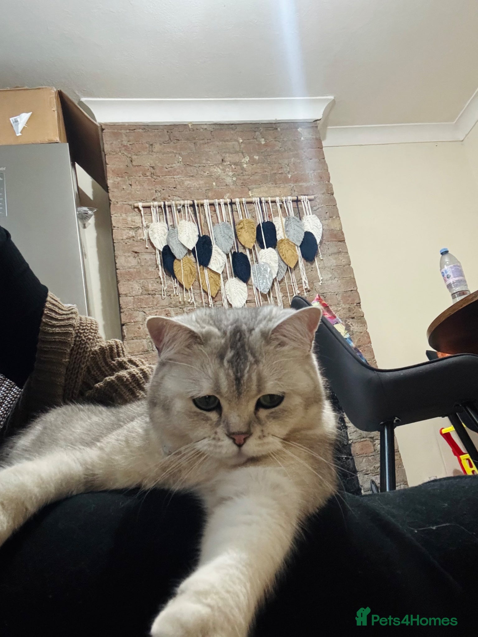 Scottish Fold cats 13 month old Scottish Fold mix cat for rehoming - Advert 9