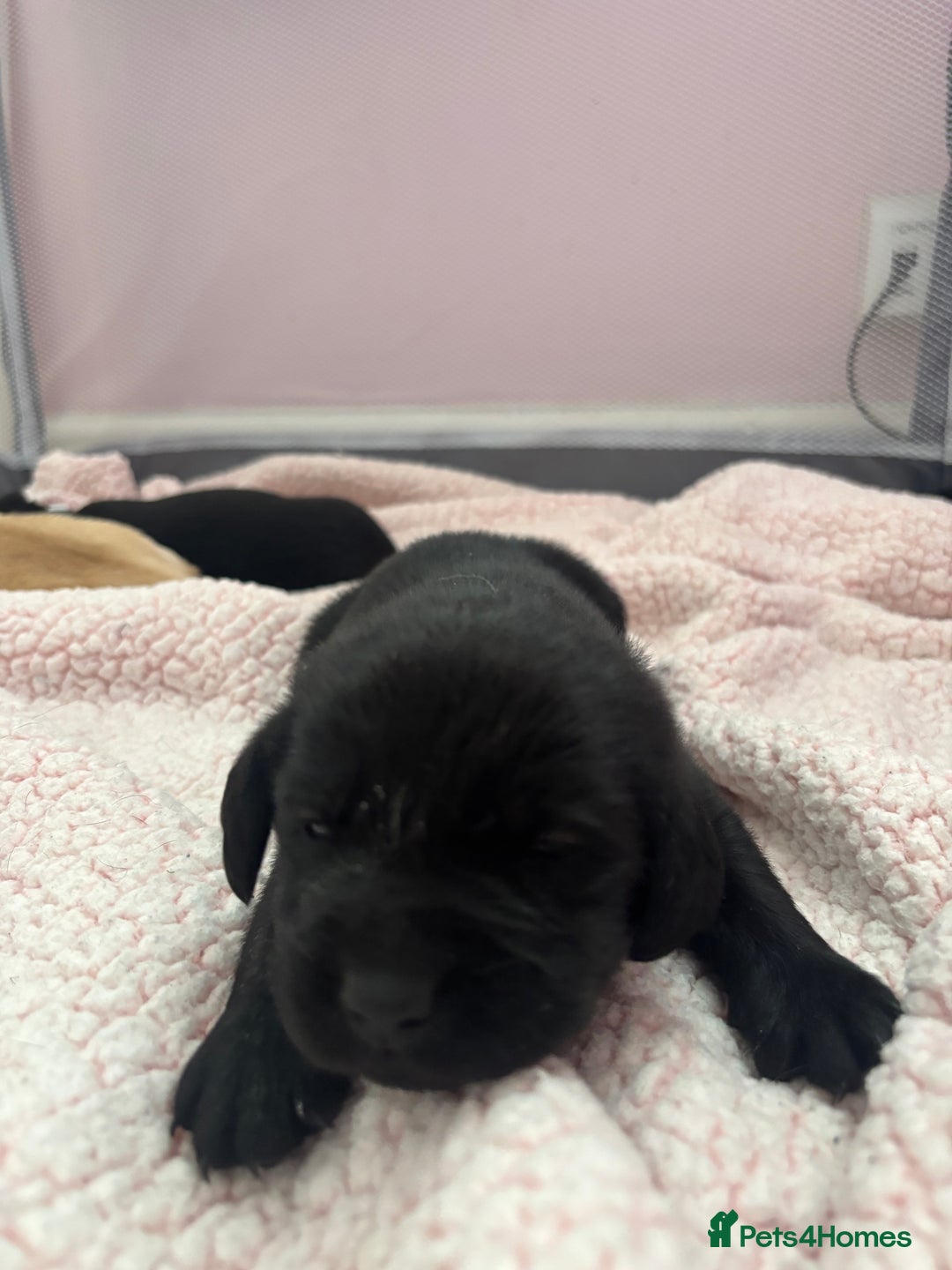 Labrador Retriever dogs for sale: Labrador puppies - Image 9