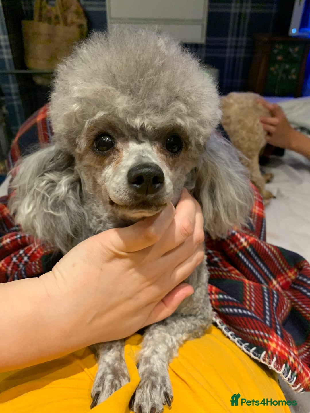Toy Poodle dogs for sale: Asian Toy Poodle Looking for a Loving Home - Image 5