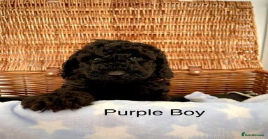 Cockapoo dogs - Advert 2