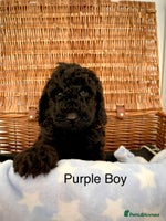 Cockapoo dogs - Advert 2