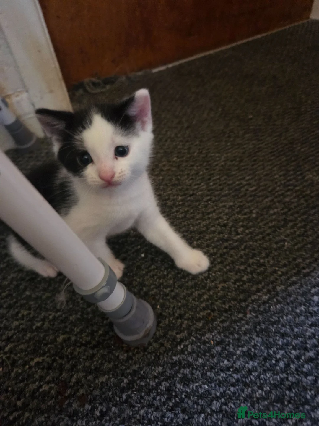 Mixed Breed cats for sale: Mother cat with 4 week old kitten  - Advert 5