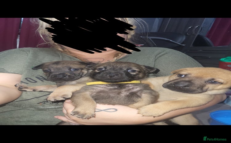 Mixed Breed dogs - Advert 11