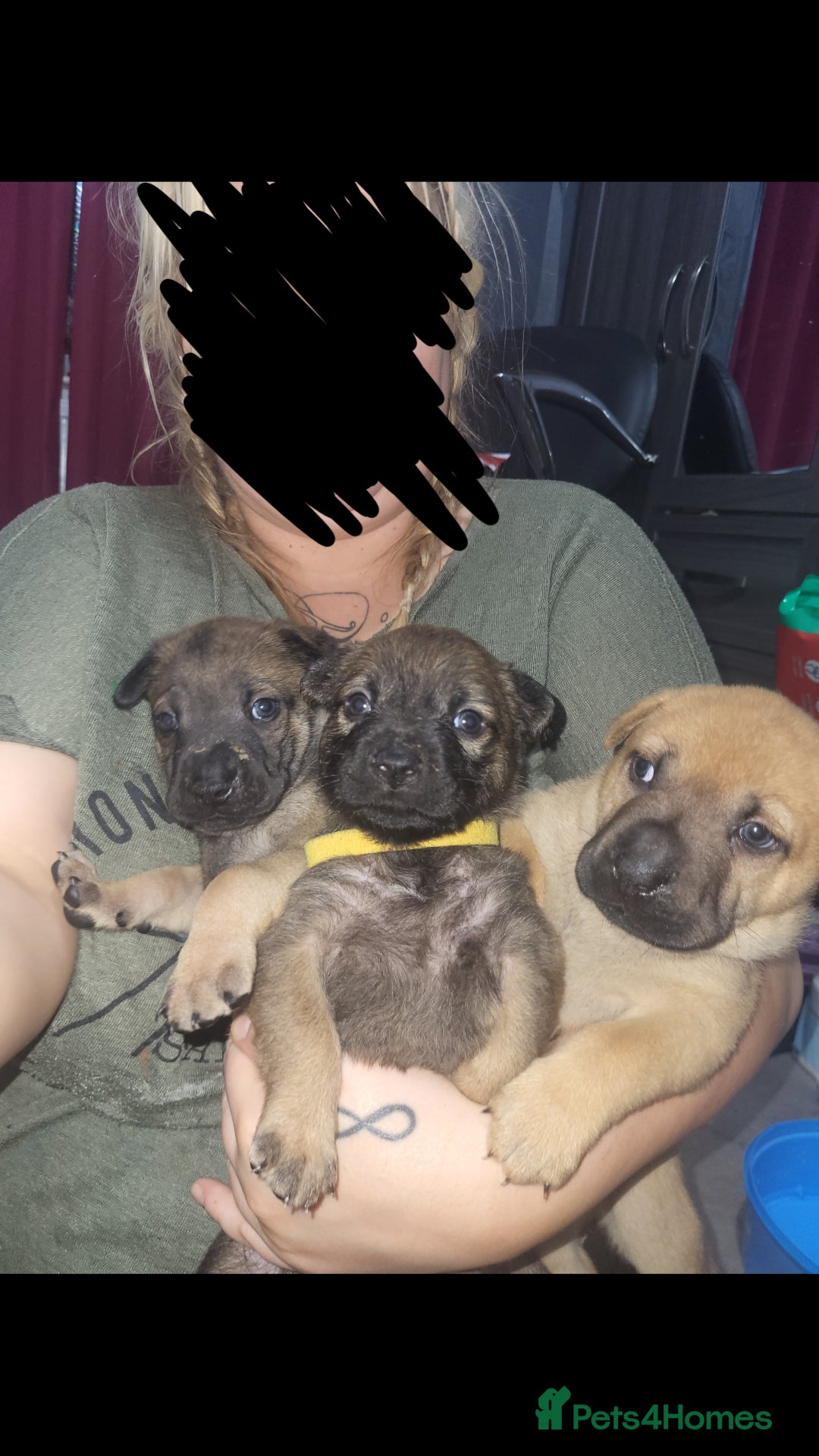 Mixed Breed dogs for sale: Belgian Malinois X Shar-pei puppies  - Image 1