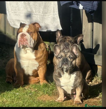 Mixed Breed dogs - Advert 3