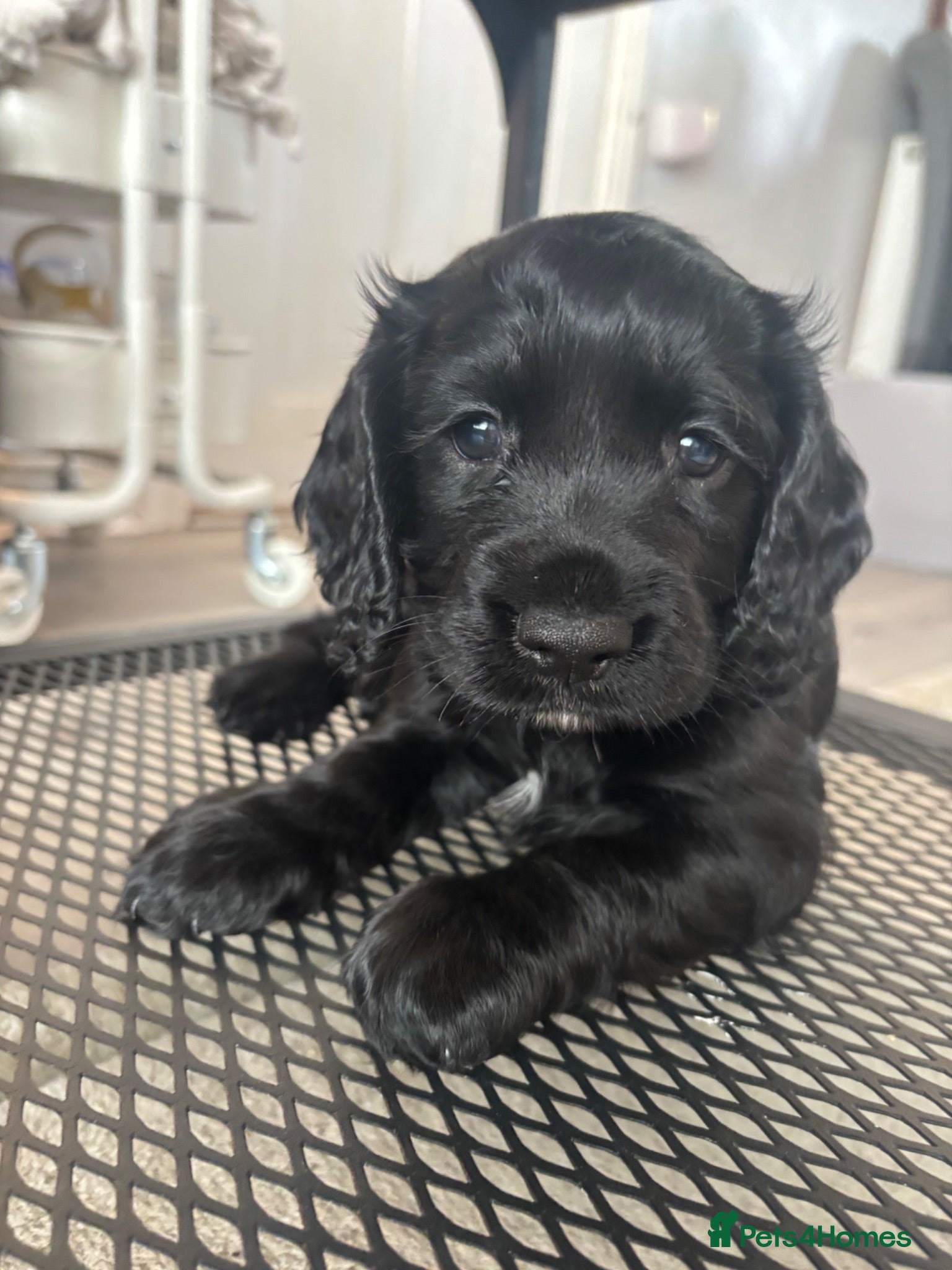Cocker Spaniel dogs 1 Lovely Black Cocker Spaniel Girl Ready to Leave - Advert 1