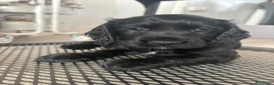 Cocker Spaniel 4