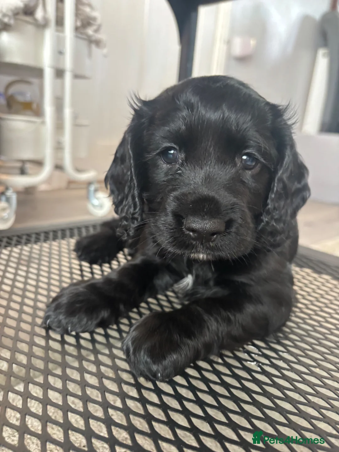 Cocker Spaniel dogs for sale: 1 Lovely Black Cocker Spaniel Girl Ready to Leave - Advert 1