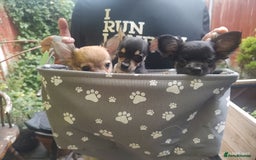 Chihuahua dogs for sale: Adorable Loving hand reared ready now Chihuahuas - Image 15