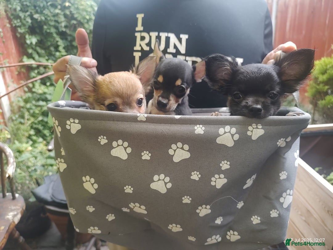 Chihuahua dogs for sale: Adorable Loving hand reared ready now Chihuahuas - Image 15