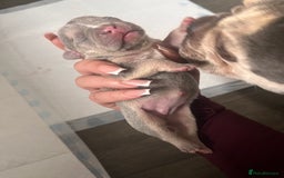 French Bulldog dogs for sale: 🐶🥰FRENCHIE PUPS FOR SALE😍🐶 - Image 18