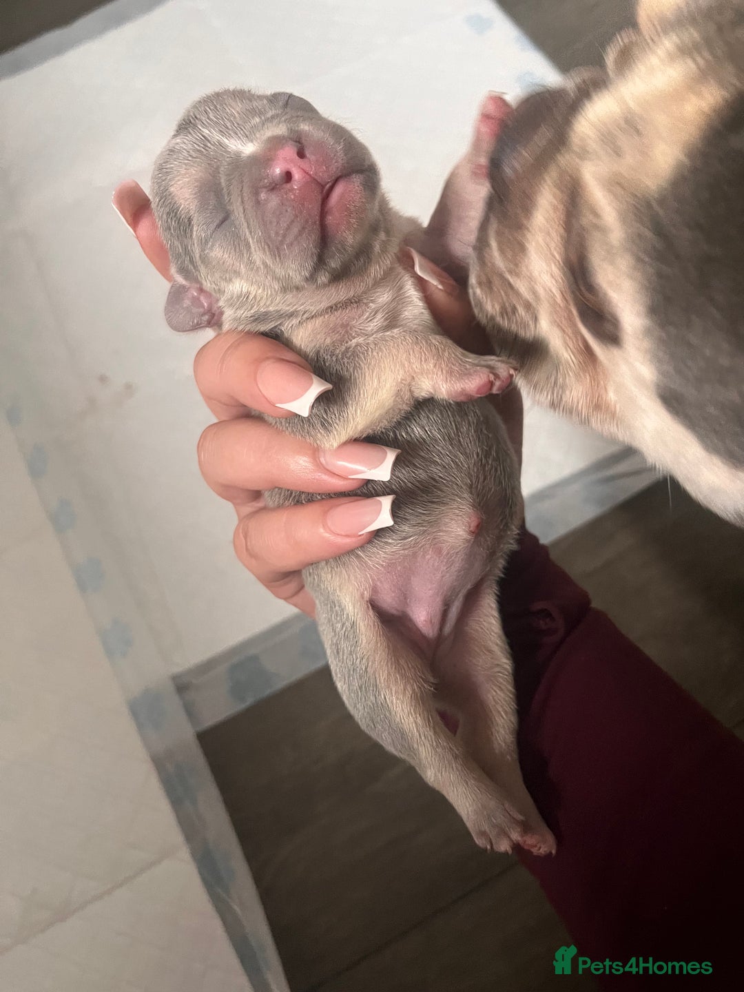 French Bulldog dogs for sale: 🐶🥰FRENCHIE PUPS FOR SALE😍🐶 - Image 18