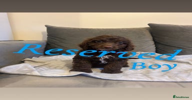 Cockapoo dogs - Advert 4