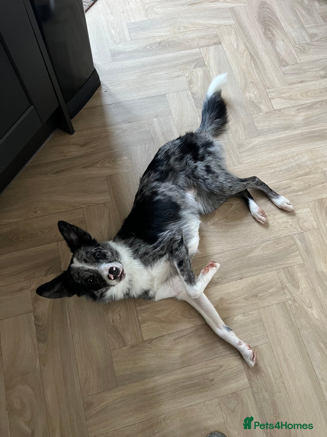 Border Collie dogs for sale: Merle border collie male  - Advert 16