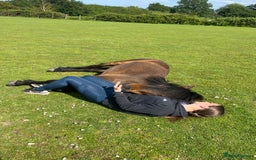 Dartmoor horses for sale: Teddy - Image 5
