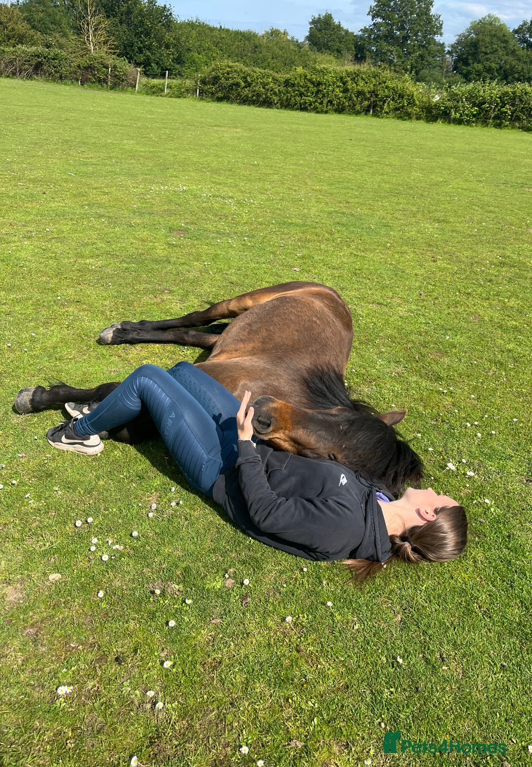 Dartmoor horses for sale: Teddy - Image 5