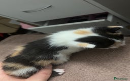 Mixed Breed cats for sale: Stunning mixed litter of kittens - Image 10
