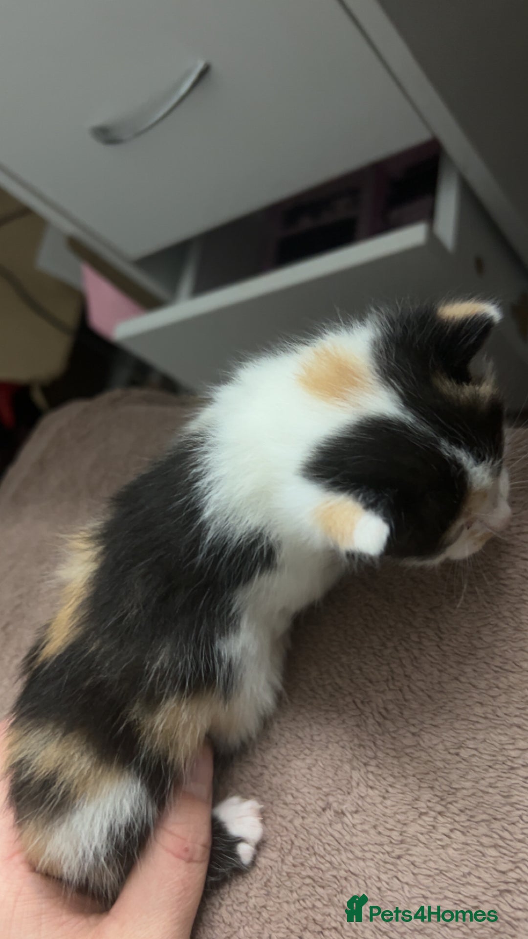 Mixed Breed cats for sale: Stunning mixed litter of kittens - Image 10
