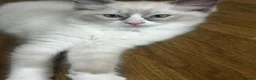 Ragdoll cats for sale: Beautiful pure Ragdolls Female and Male - Advert 12