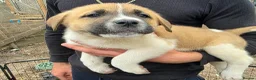 Mixed Breed dogs for sale: 9 (2 LEFT) Beautiful Akita x puppies for sale - Advert 4