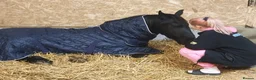 Friesian horses for sale: Fresian gelding for sale - Advert 3