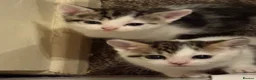 Mixed Breed cats for sale: Adorable mixed Kittens  - Advert 23