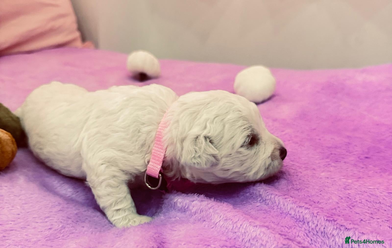 Bichon Frise dogs for sale:  💗KC BICHON FRISÉ PUPPIES – CHAMPION BLOODLINES💗 - Advert 2