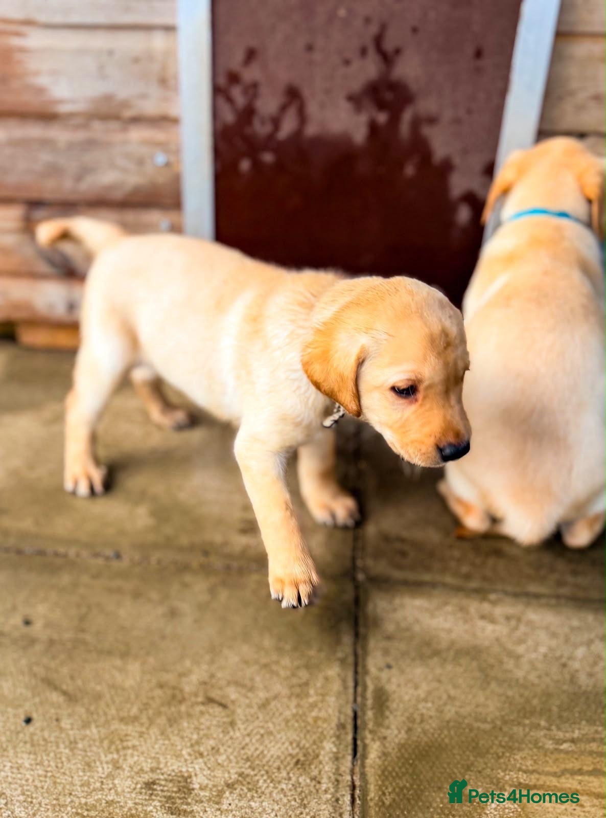 Labrador Retriever dogs KC Registered Labrador pups  - Advert 2