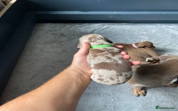 Miniature Dachshund dogs for sale: 🐾READY TO LEAVE NEXT WEEK🐾 - Image 23