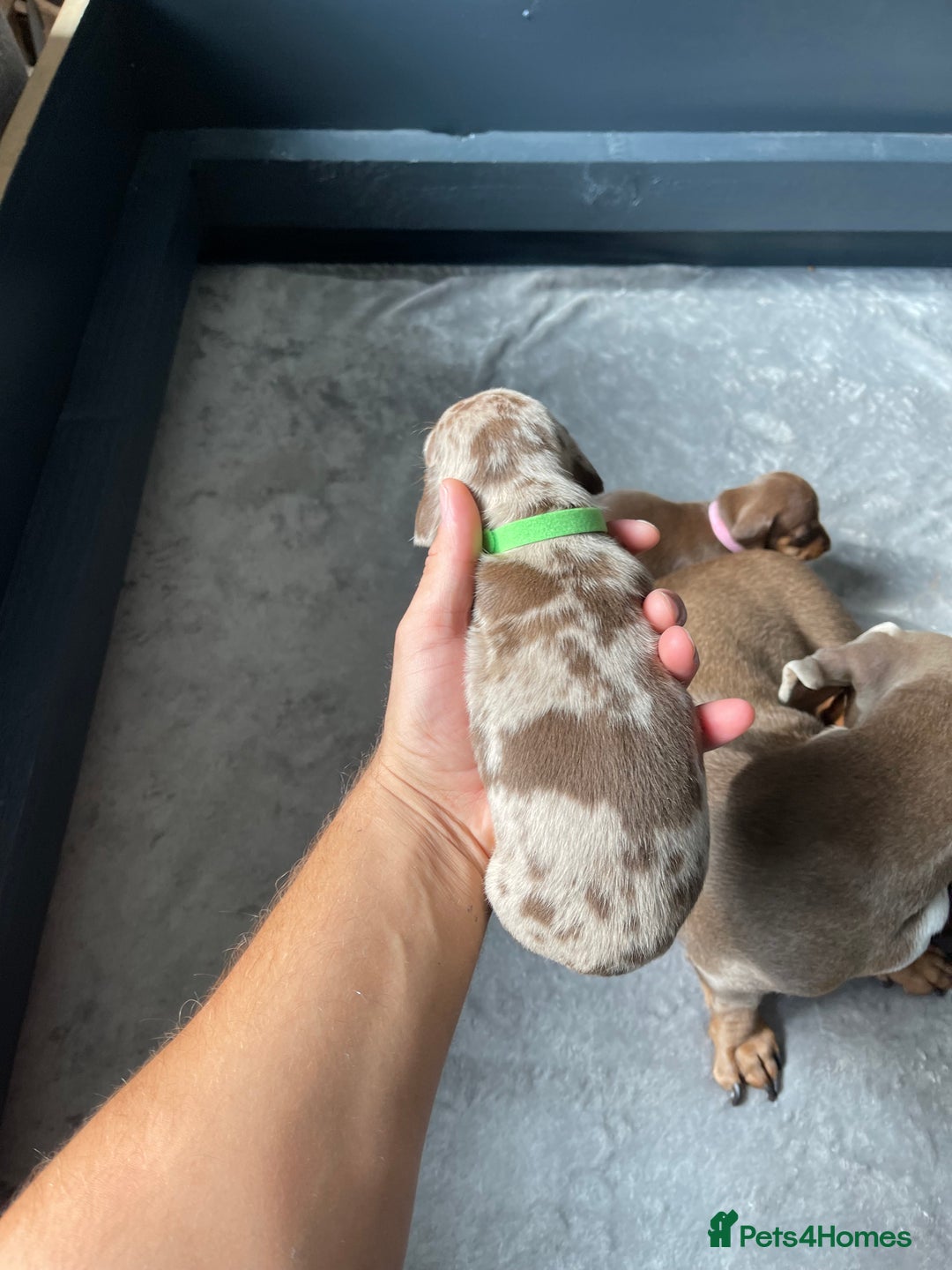 Miniature Dachshund dogs for sale: 🐾READY TO LEAVE NEXT WEEK🐾 - Image 23